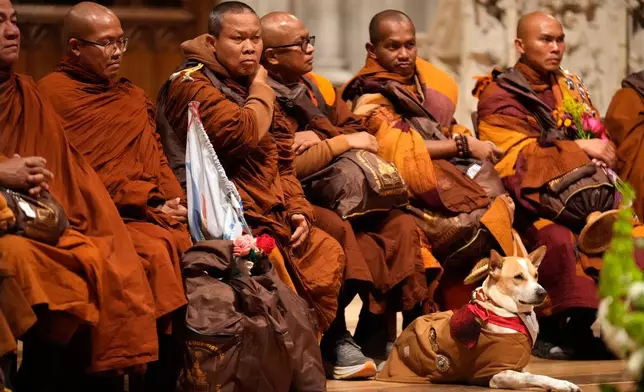 Aloka, a companion dog with Buddhist monks who are participating in a Walk For Peace, sits during an event at the Washington National Cathedral, Tuesday, Feb. 10, 2026, in Washington. (AP Photo/Mark Schiefelbein)