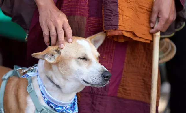 FILE - Buddhist monk Panna Kara pets Aloka as he and other monks from the Huong Dao Vipassana Bhavana Center in Fort Worth, who are undertaking a 2,300 mile pilgrimage of "Walk for Peace," attend a welcome ceremony at Hong Kong City Mall in Houston, Nov. 14, 2025. (Melissa Phillip/Houston Chronicle via AP File)