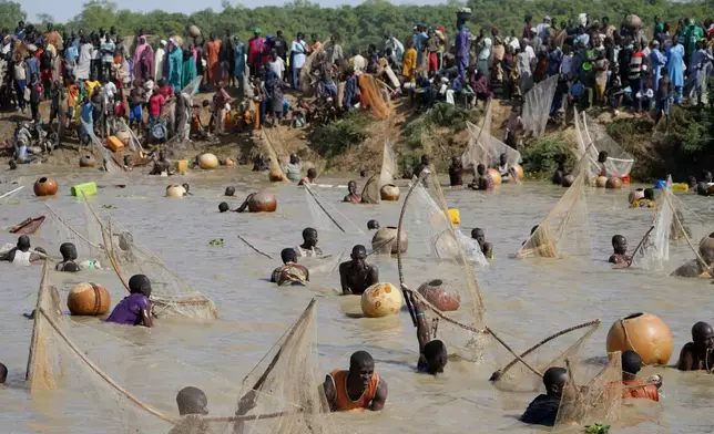 Fishermen search for fish during the Argungu cultural fishing festival in Argungu, Kebbi , Northern Nigeria, Saturday, Feb.14, 2026. (AP Photo/Sunday Alamba)