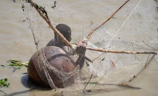 A fishermen searches for fish during the Argungu cultural fishing festival in Argungu, Kebbi , Northern Nigeria, Saturday, Feb.14, 2026. (AP Photo/Sunday Alamba)