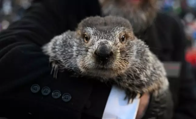 FILE - Groundhog Club handler A.J. Dereume holds Punxsutawney Phil, the weather prognosticating groundhog, during the 137th celebration of Groundhog Day on Gobbler's Knob in Punxsutawney, Pa., Feb. 2, 2023. (AP Photo/Barry Reeger, File)