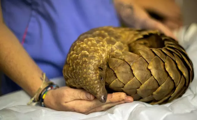 FILE - Veterinary nurse, Alicia Abbott, of the African Pangolin Working Group in South Africa examines a pangolin, at a Wildlife Veterinary Hospital in Johannesburg, South Africa, Sunday, Oct. 18, 2020. (AP Photo/Themba Hadebe, file)