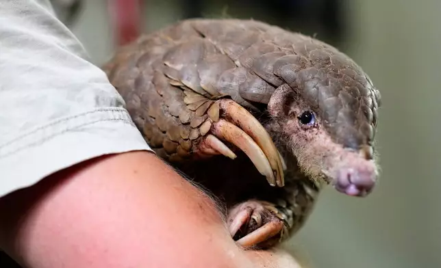 FILE - A keeper holds a Chinese pangolin at its enclosure at the zoo in Prague, Czech Republic, Thursday, May 19, 2022. (AP Photo/Petr David Josek, file)