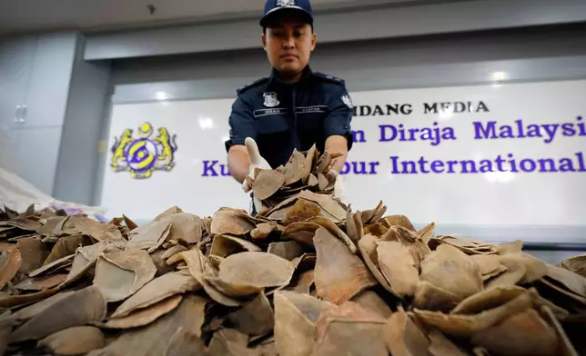 FILE - Seized pangolin scales are displayed by a Malaysian Customs official after a press conference at Customs office in Sepang, Malaysia, Wednesday, Aug. 2, 2017. (AP Photo/Vincent Thian, file)