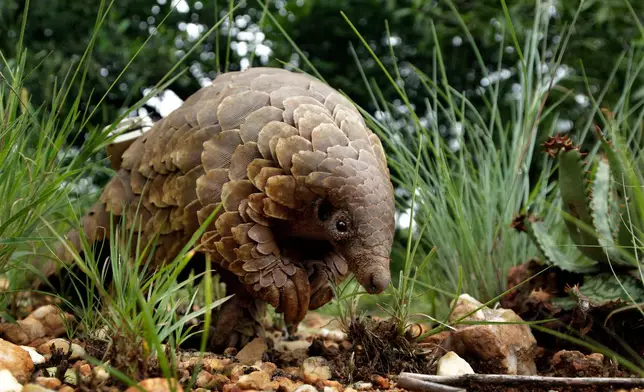 FILE - A pangolin looks for food on private property in Johannesburg, South Africa, Feb. 15, 2019. (AP Photo/Themba Hadebe, file)