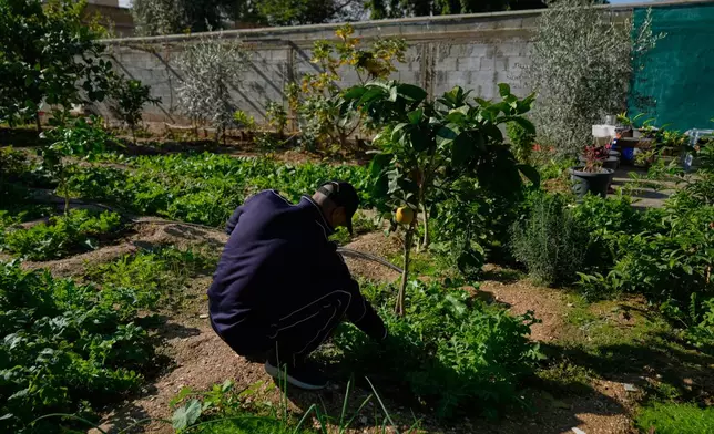 A Palestinian laborer who works inside a West Bank Israeli industrial zone maintains the garden at his house, in the West Bank city of Jericho, Saturday, Jan. 3, 2026. (AP Photo/Nasser Nasser)