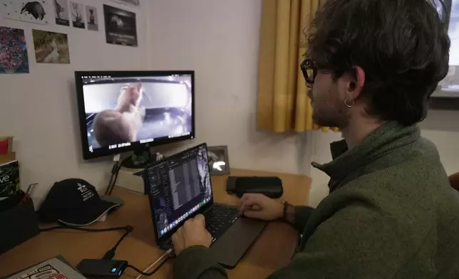 Doctoral student Marco Granata reviews footage he captured of stoats, Wednesday, Feb. 11, 2026, in Turin, Italy. (AP Photo/Brittany Peterson)