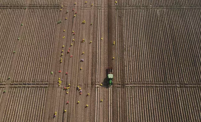 Workers follow an AI-operated driverless tractor harvesting potatoes at Bir Virk's farm near Karnal, India, on Feb. 10, 2026. (AP Photo/Piyush Nagpal)