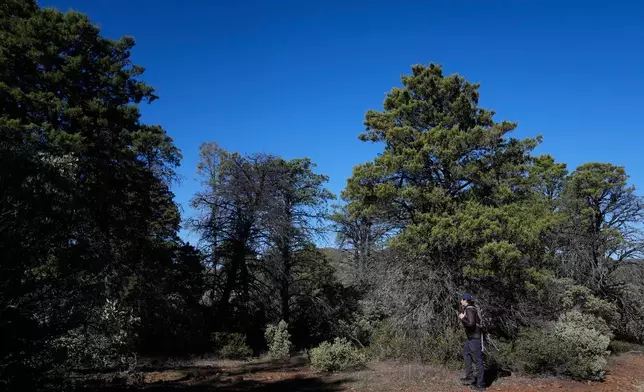 CORRECTS ID: Jesse Miller, President of the California Lichen Society, walks near cypress trees while leading a group of CALS members and guests on a field trip at the University of California, Davis' McLaughlin Reserve in Lower Lake, Calif., Saturday, Jan. 24, 2026. (AP Photo/Jeff Chiu)