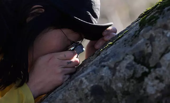 Gina Min, a member of the California Lichen Society, looks closely at lichen on a large rock during a CALS field trip at the University of California, Davis' McLaughlin Reserve in Lower Lake, Calif., Saturday, Jan. 24, 2026. (AP Photo/Jeff Chiu)