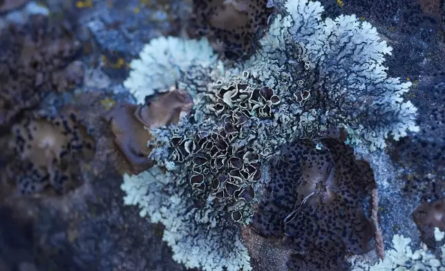 Rock shield and rock tripe lichen are visible on a large rock during a California Lichen Society field trip at the University of California, Davis' McLaughlin Reserve in Lower Lake, Calif., Saturday, Jan. 24, 2026. (AP Photo/Jeff Chiu)