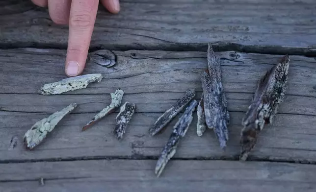 Jessica Allen, of the California Lichen Society, arrange lichen found during a CALS field trip at the University of California, Davis' McLaughlin Reserve in Lower Lake, Calif., Saturday, Jan. 24, 2026. (AP Photo/Jeff Chiu)