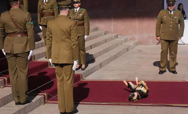 A dog lies on the red carpet outside Congress prior to the inauguration ceremony of Chile's new President Jose Antonio Kast in Valparaiso, Chile, Wednesday, March 11, 2026. (AP Photo/Gustavo Garello)