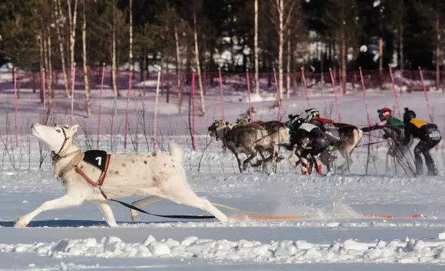 A reindeer breaks away from the pack during the Salla Porocup reindeer sprint racing event on the frozen Lake Keselmajarvi in Salla, Finland, March 7, 2026. (AP Photo/Aino Vaananen)