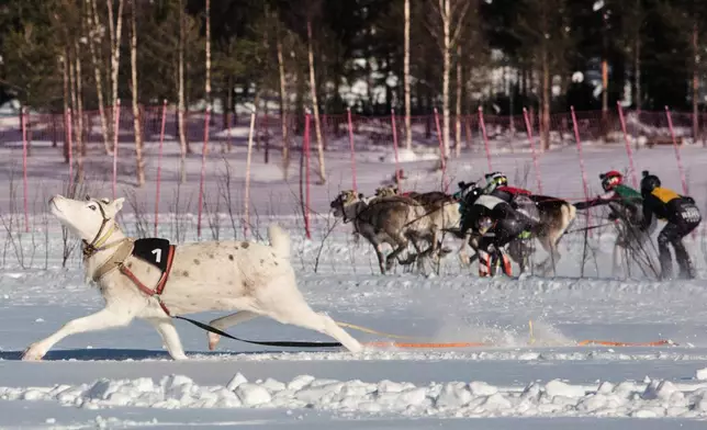 A reindeer breaks away from the pack during the Salla Porocup reindeer sprint racing event on the frozen Lake Keselmajarvi in Salla, Finland, March 7, 2026. (AP Photo/Aino Vaananen)