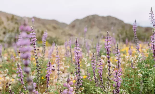 Hipcamp Launches Interactive California Superbloom Forecast Built From 150,000+ iNaturalist Observations