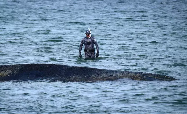Robert Marc Lehmann, biologist, examines a stranded whale in the Baltic Sea in Timmendorfer Strand, Germany, Thursday, March 26, 2026. (Daniel Bockwoldt/dpa via AP)