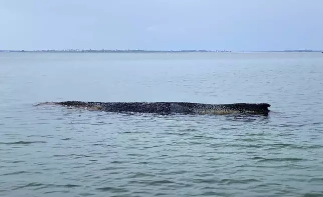 The humpback whale stranded again in Wismar Bay near Wismar, Germany, Saturday, March 28, 2026, after freeing itself the night before from being stranded off Niendorf in Timmendorfer Strand. (Ferdinand Merzbach/NEWS5/dpa via AP)