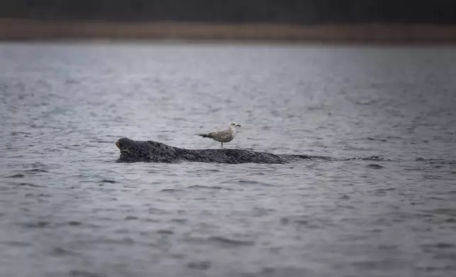 A whale lies on a sandbank in the Bay of Wismar, Germany, Saturday, March 28, 2026. (Philip Dulian/dpa via AP)