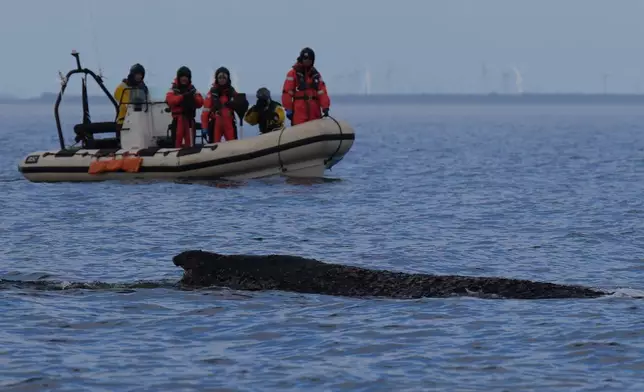 A humpback whale swims in the Baltic Sea, accompanied by an inflatable boat, after freeing itself the night before from being stranded off Niendorf in Timmendorfer Strand, Germany, Friday March 27, 2026. (Marcus Brandt/dpa via AP)