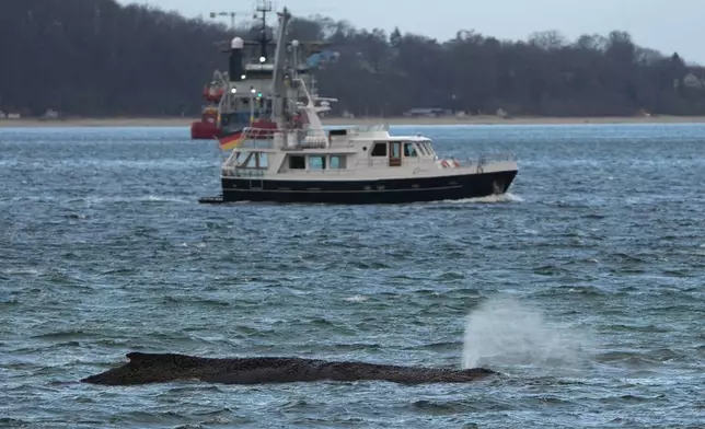 A stranded humbpack whale swims in the waters of the Baltic Sea in front of the pier at Niendorf harbor, Germany, Wednesday March 25, 2026, as rescue attempts continue after the police cordoned off the area so as not to alarm the animal. (Marcus Brandt/dpa via AP)
