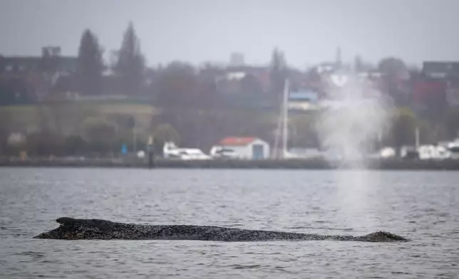 A whale lies on a sandbank in the Bay of Wismar, Germany, Saturday, March 28, 2026. (Philip Dulian/dpa via AP)