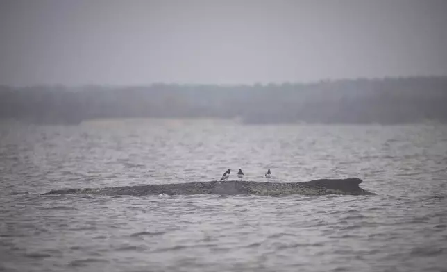 Three water birds sit on a humpback whale in the Wismar Bay near Wismar, Germany, Sunday, March 29, 2026. (Philip Dulian/dpa via AP)