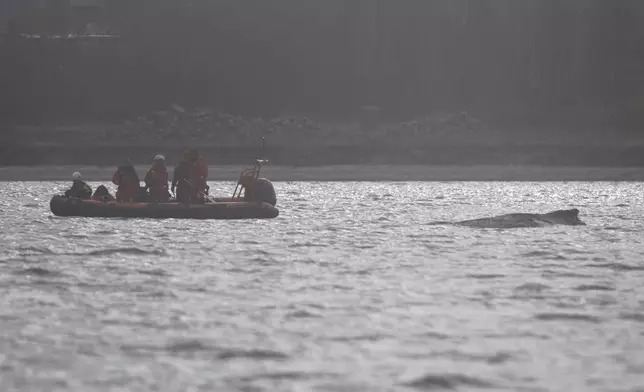 Environmentalists are close to a humpback whale in the Wismar Bay near Wismar, Germany, Sunday, March 29, 2026. (Philip Dulian/dpa via AP)