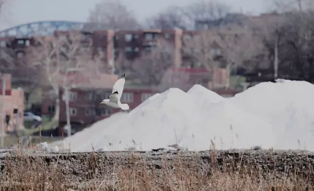 A seagull flies past piles of the finished product, de-icing solution - rock salt - at the Cargill Cleveland salt mine on Whiskey Island before being distributed by truck, rail and boat to Ohio, Pennsylvania, New York, Indiana and Minnesota, in Cleveland, Ohio, Thursday, March 19, 2026. (AP Photo/Sue Ogrocki)