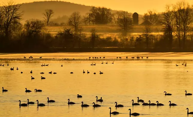 Tundra swans and other waterfowl gather on a manmade reservoir at the Middle Creek Wildlife Management Area for a stopover, Monday, March 9, 2026, in Kleinfeltersville, Pa. (AP Photo/Robert F. Bukaty)