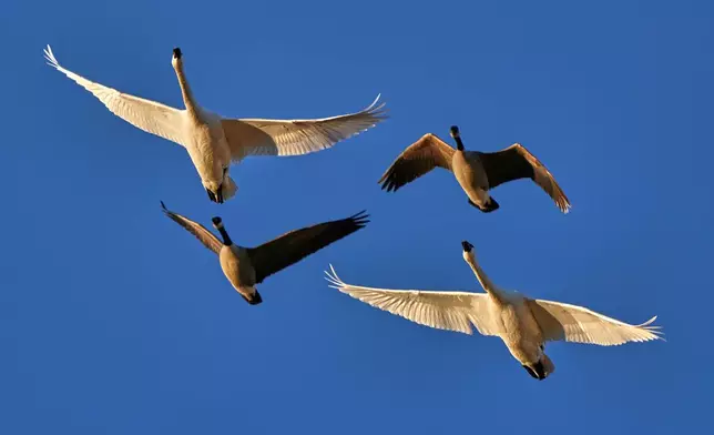 Pairs of tundra swans (larger birds) and Canada geese fly over the Middle Creek Wildlife Management Area, Monday, March 9, 2026, in Kleinfeltersville, Pa. (AP Photo/Robert F. Bukaty)