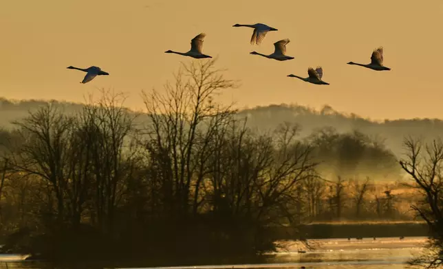 Tundra swans fly Middle Creek Wildlife Management Area, Monday, March 9, 2026, in Kleinfeltersville, Pa. (AP Photo/Robert F. Bukaty)