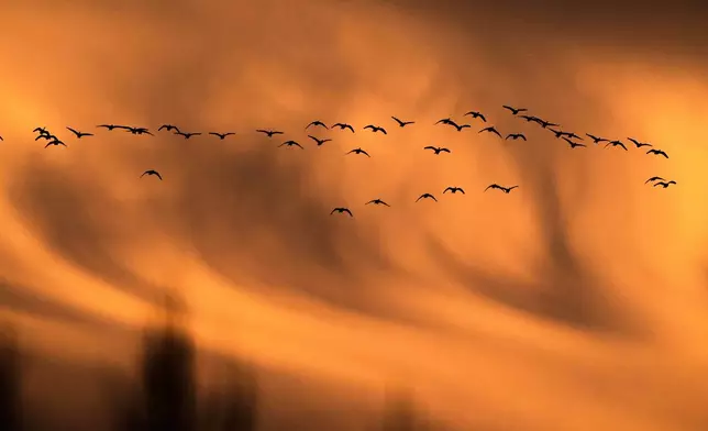 A flock of snow geese arrives to spend the night at the Middle Creek Wildlife Management Area, Sunday, March 8, 2026, in Kleinfeltersville, Pa. (AP Photo/Robert F. Bukaty)