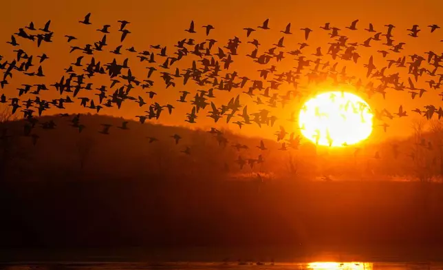 Snow geese take to the sky at sunrise after a stopover at the Middle Creek Wildlife Management Area, Monday, March 9, 2026, in Kleinfeltersville, Pa. (AP Photo/Robert F. Bukaty)