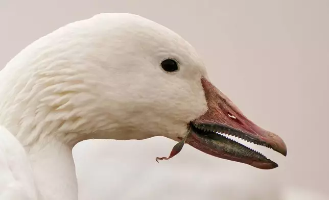 The serrated edges of a snow goose's bill helps it grip the plants it eats, near the Middle Creek Wildlife Management Area, Sunday, March 8, 2026, in Kleinfeltersville, Pa. (AP Photo/Robert F. Bukaty)