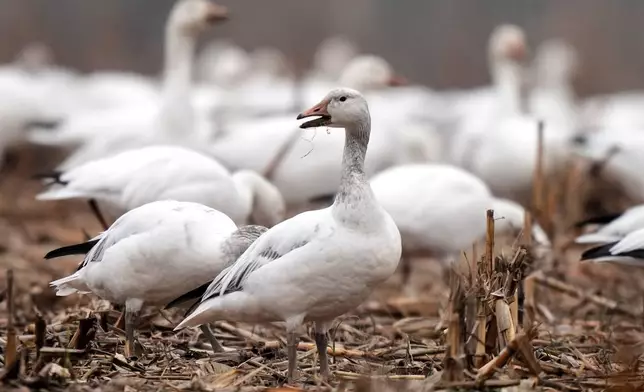 Snow geese feed in a corn field near the Middle Creek Wildlife Management Area, Friday, March 6, 2026, in Kleinfeltersville, Pa. (AP Photo/Robert F. Bukaty)