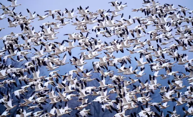 Snow geese take off from a reservoir at the Middle Creek Wildlife Management Area, Friday, March 6, 2026, in Kleinfeltersville, Pa. (AP Photo/Robert F. Bukaty)