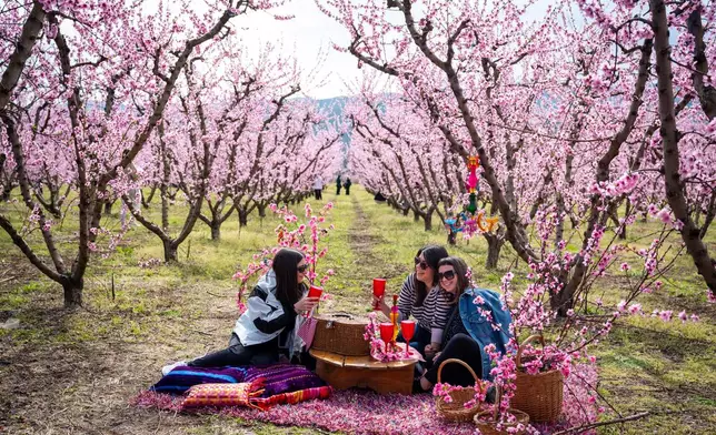 People enjoy a picnic among the blooming peach trees at an event to encourage the public to visit the blossoms near the city of Veria, northern Greece, on Sunday, March 22, 2026. (AP Photo/Giannis Papanikos)