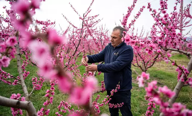 Anastasios Chalkidis, head of the Agricultural Association of Veria tends the blooming peach trees near the city of Veria, northern Greece, on Sunday, March 22, 2026. (AP Photo/Giannis Papanikos)