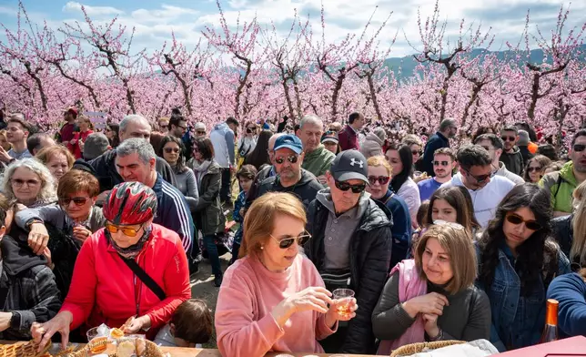 People enjoy a catering among the blooming peach trees at an event to encourage the public to visit the blossoms near near the city of Veria, northern Greece, on Sunday, March 22, 2026. (AP Photo/Giannis Papanikos)