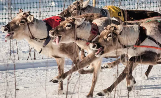 Reindeer compete during the Salla Porocup reindeer sprint racing event on the frozen Lake Keselmajarvi in Salla, Finland, March 7, 2026. (AP Photo/Aino Vaananen)