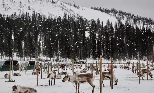 Reindeer rest in their holding area beneath Sallatunturi fell before the start of reindeer racing at the Salla Porocup sprint racing event in Salla, Finland, March 8, 2026. (AP Photo/Aino Vaananen)