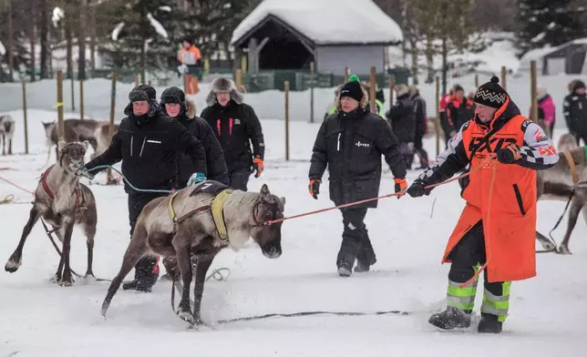 A reindeer handler guides an eager reindeer to the starting area during the Salla Porocup reindeer sprint racing event in Salla, Finland, March 8, 2026. (AP Photo/Aino Vaananen)