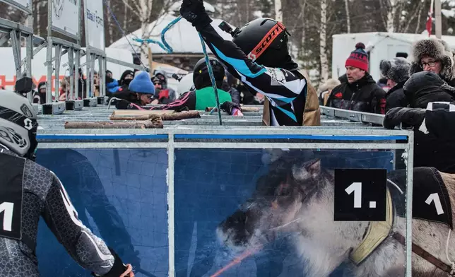 A reindeer is loaded into the starting gate before a heat at the Salla Porocup reindeer sprint racing event in Salla, Finland, March 8, 2026. (AP Photo/Aino Vaananen)