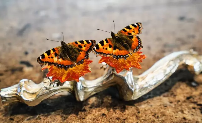 A dish named "Butterfly" featuring nettle butterflies sitting atop cheese and artichoke leaves served at restaurant Alchemist in Copenhagen, Denmark, Feb. 11, 2026. (AP Photo/James Brooks)