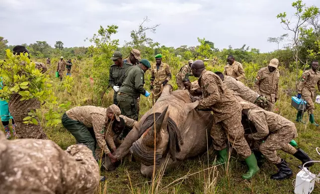 Rangers prepare a rhinoceros for transport from the Ziwa Rhino Sanctuary to Kidepo Valley National Park in north-eastern Uganda, Thursday, March 19, 2026. (AP Photo/Moses Dipak)
