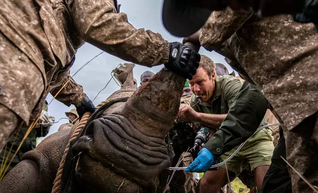 Veterians label a rhino that was relocated to Kidepo Valley National Park in north-eastern Uganda, Thursday, March 19, 2026. (AP Photo/Moses Dipak)