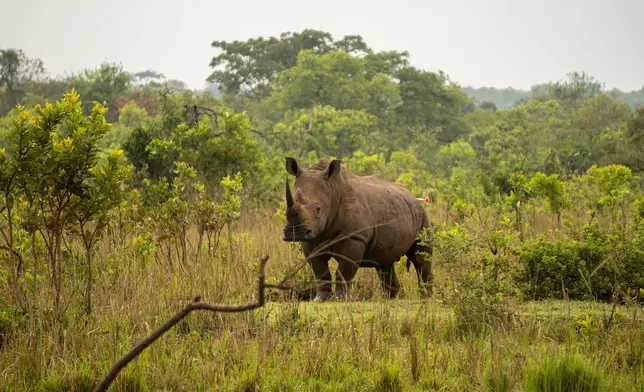 A rhinoceros stands inside the Ziwa Rhino Sanctuary after being darted, which will put it to sleep, as rangers prepare to relocate it to Kidepo Valley National Park in north-eastern Uganda, Thursday, March 19, 2026. (AP Photo/Moses Dipak)
