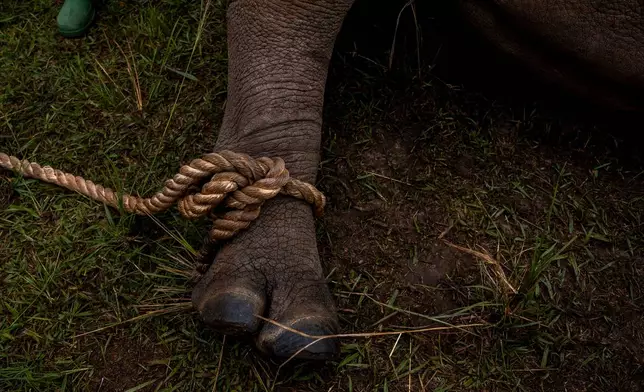 A rhinoceros gets labeled at the Kidepo Rhino Sanctuary before being released to the wild in north-eastern Uganda, Thursday, March 19, 2026. (AP Photo/Moses Dipak)