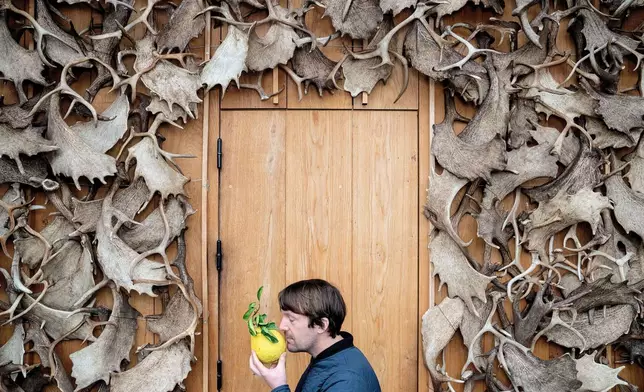 Noma's chef René Redzepi smells a citrus fruit in Copenhagen, Nov. 24, 2024. (Soeren Bidstrup/Ritzau Scanpix via AP)